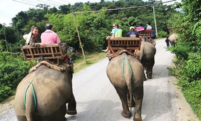 Picture of Luang Prabang – Village des éléphants - Cuisine de rue