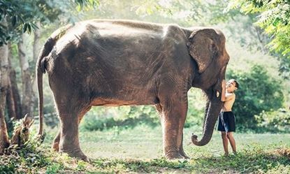 Picture of Pakbeng - Parc des éléphants du Mékong - Oudomxay/ Muang Xay