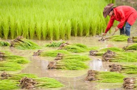 Picture for category Exportation du riz au Laos