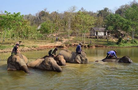 Picture for category Lac Nam Tien et Centre de conservation des éléphants à  Sayaboury, Laos