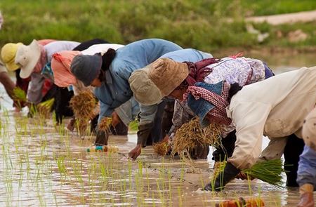 Picture for category Laos planifie un nouveau recensement agricole