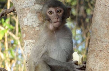 Picture for category La forêt des singes dans la province de Savannakhet